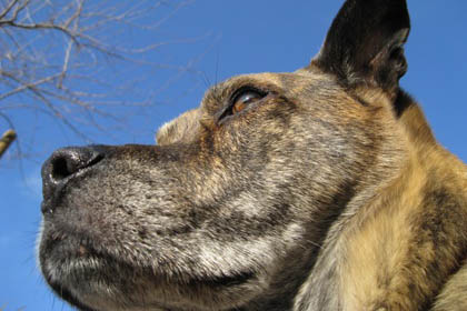 Monty The Great