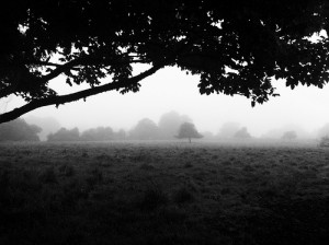 Morning Fog Emerging From Trees by A Guy Taking Pictures